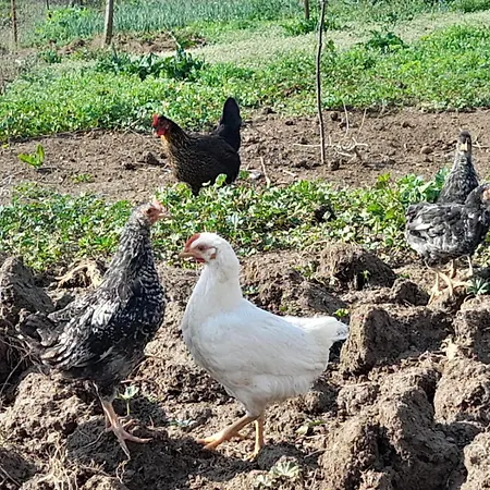 Besart 公寓 培拉特